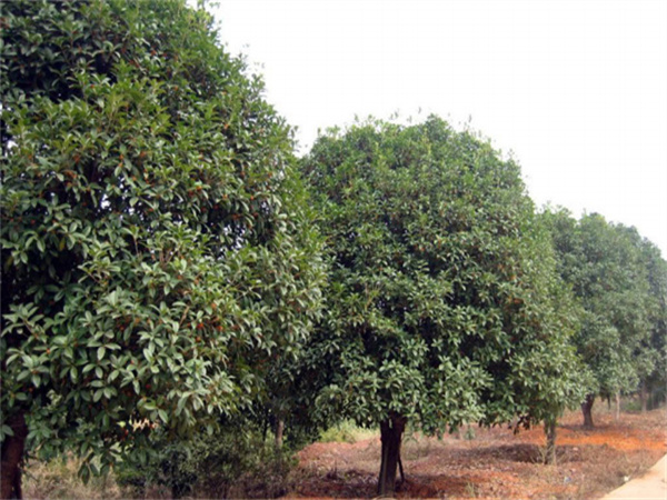 ���ʡ�(�й���)���޹�˾����