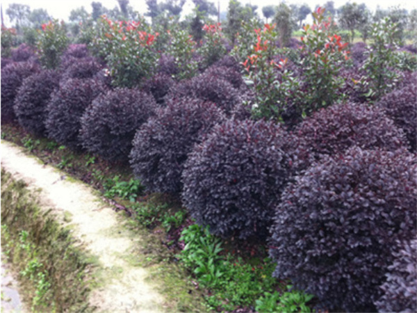 ���ʡ�(�й���)���޹�˾����