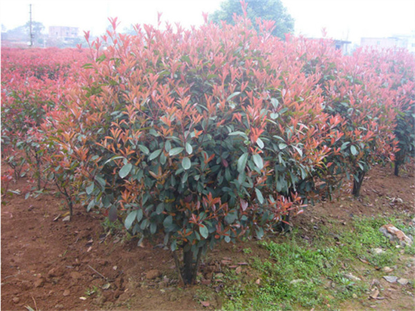 ���ʡ�(�й���)���޹�˾����