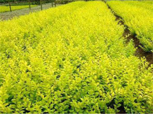 ���ʡ�(�й���)���޹�˾����