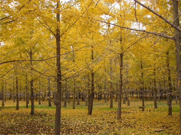 ���ʡ�(�й���)���޹�˾����