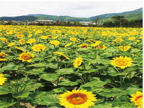 ���ʡ�(�й���)���޹�˾����